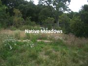 Native Meadows