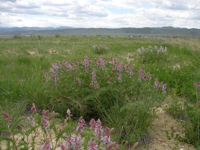 elan ftCollins Astragalus bisulcatus