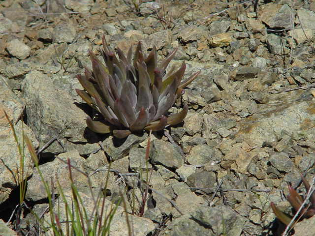 Dudleya setchellii at Coyote Ridge