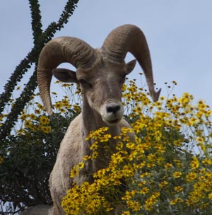 bighorn sheep anza borrego Joerg Lohse