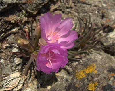 lewisia-rediviva-bitterroot400