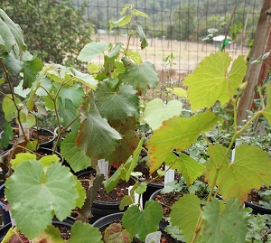 Vitis californica (California Wild Grape)