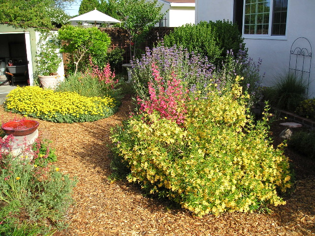 Woolly sunflower, monkeyflower, elegant clarkia, and Cleveland sage in a Sunnyvale garden