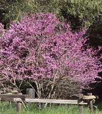 Cercis occidentalis (Western Redbud)