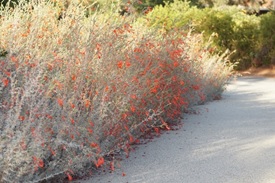 California Fuschia