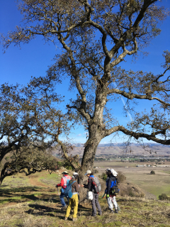 Merav oak tree