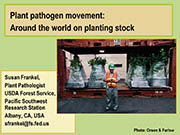 Plant pathogen movement: Around the world on planting stock