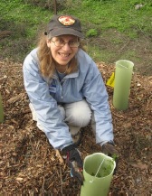 Chapter newsletter editor Carol Mattsson at Magic’s Stanford Dish Deer Creek planting, January 2016 by Hillary Hug