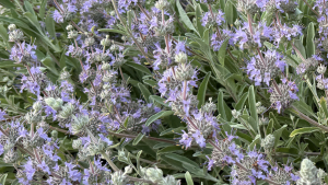 IMG 2464 salvia native plant id banner
