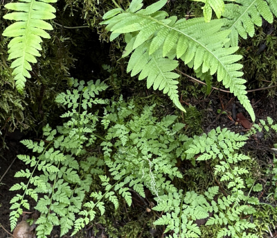 ferns plant id