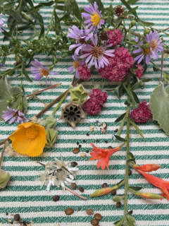 Seed Exchange, Michelle Deandra 