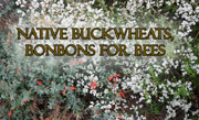 Native Buckwheats, Bonbons for Bees