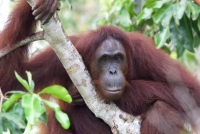 dee orangutan