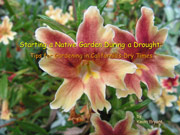 Starting a Native Plant Garden during a Drought
