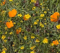 poppies & goldfields