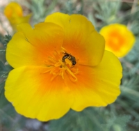 poppy w bee crop small