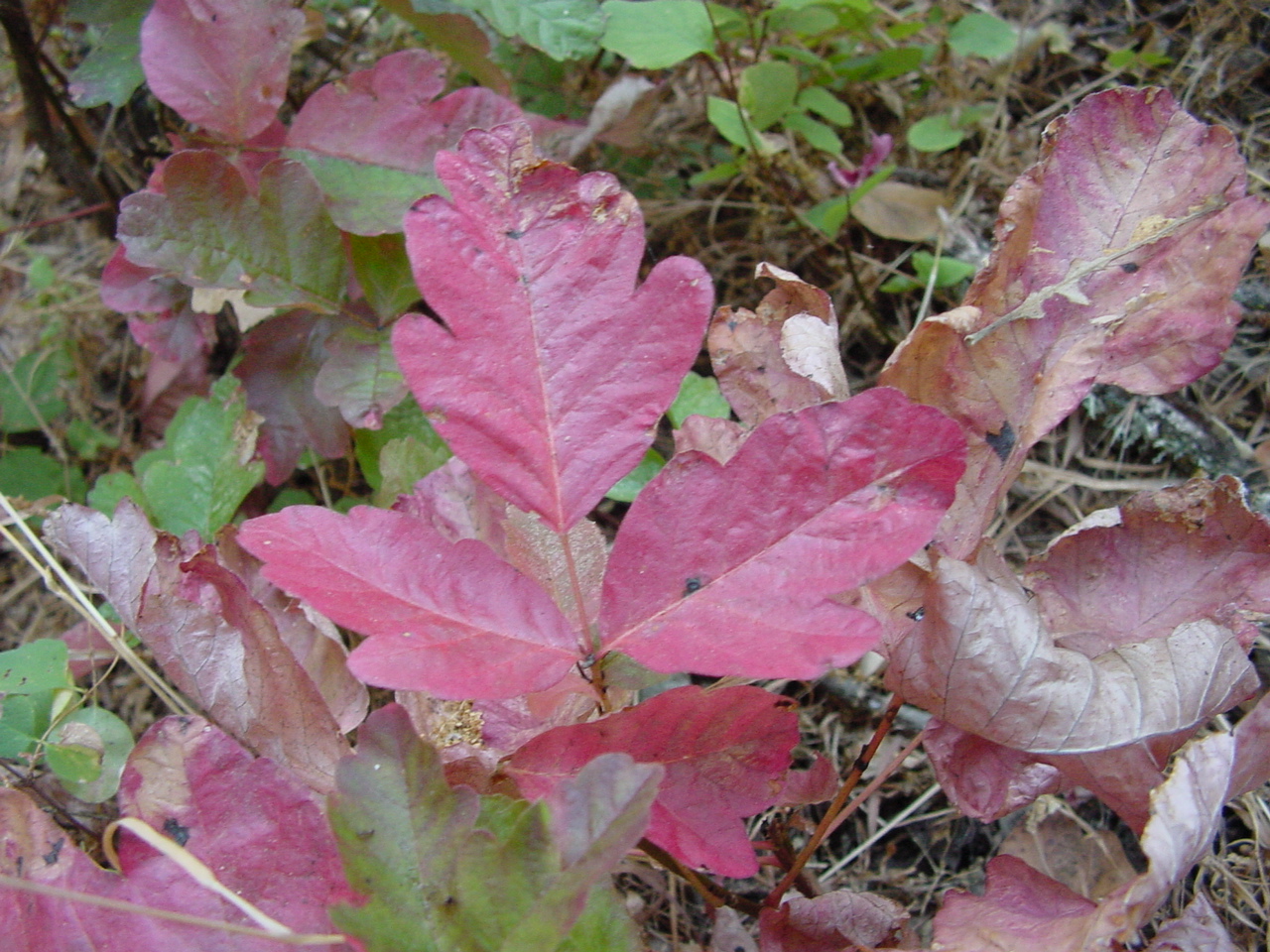 Poison oak (Toxicodendron diversilobum)