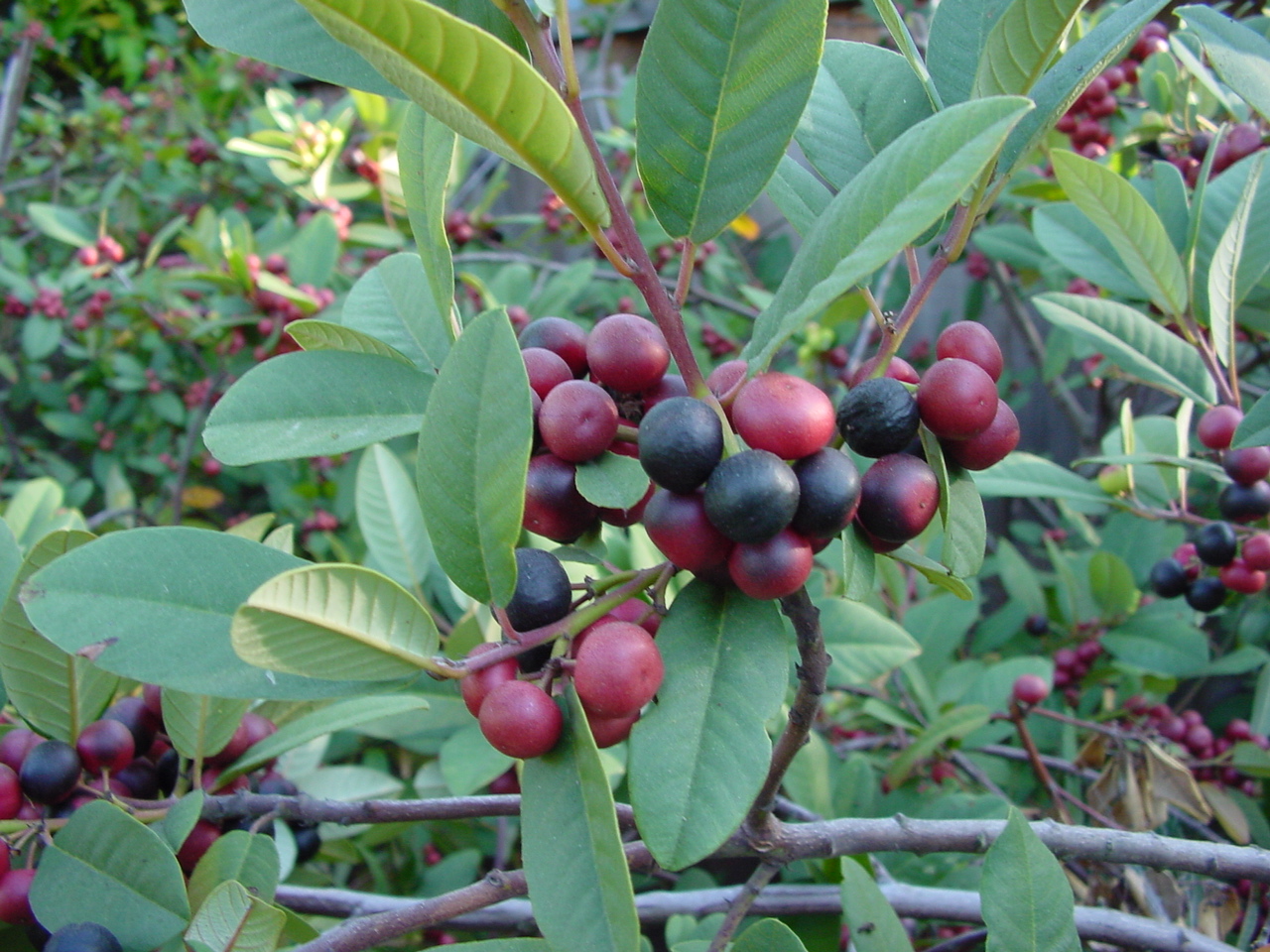 California coffeeberry (Rhamnus Californica)