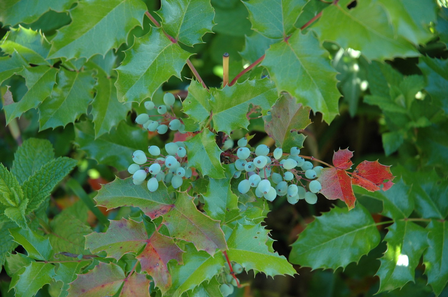 Oregon grape (Berberis aquifolium)