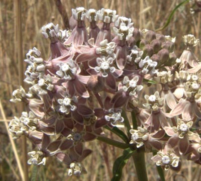 asclepias-fascicularis-narrow-leaved-milkweed-close
