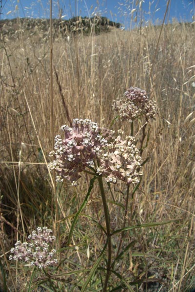 asclepias-fascicularis-narrow-leaved-milkweed-full