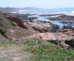Coastal flowers overlooking tidepools and Pacific Ocean beyond