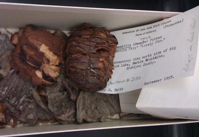 Fat specimens in a box