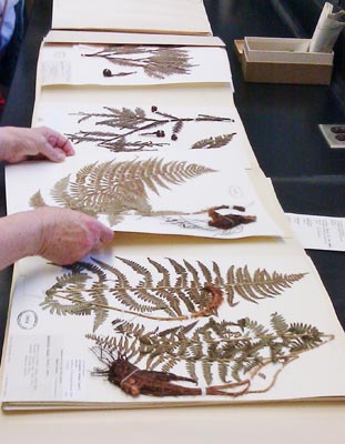 herbarium sheet Dryopteris arguta.  Photo Richard Tiede