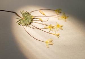 Specimen (dried, flat) plant in microscope light