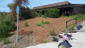Mulched hillside: the workday after shot at Native Hill by Tom Lee