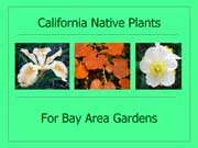 Native Plants for Bay Area Gardens