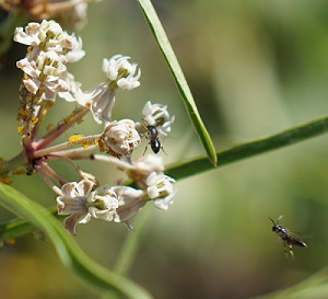 Native Bees with Narrow-leaf Milkweed