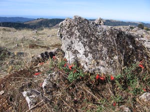 Red fuschia blossoms at the base of a rock at Black Mountain Peak.  Photo by Carol Mattsson