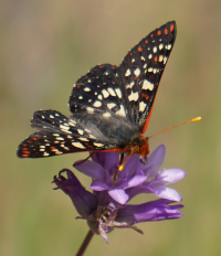 Acmon Blue Butterfly