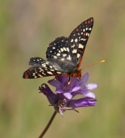 DSC09000 variable bluedicks