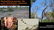 Phytophthora species: life cycle, distribution, dispersal, impacts in California